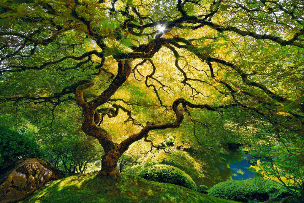 Showing of Inner Peace by Peter Lik