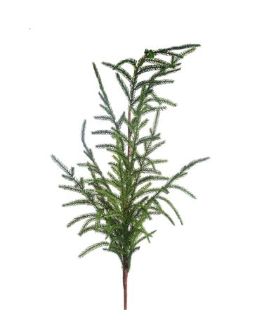 6" AUSTRIAN PINE CRI Sales Inc.