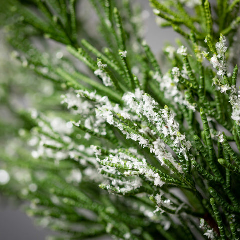 FROSTED CEDAR GARLAND 6'Lx4"Wx11"H GR PK2 Sullivans