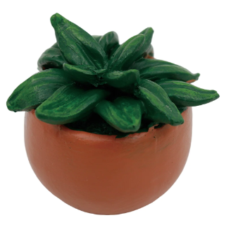 Mini Spider Plant Transpac