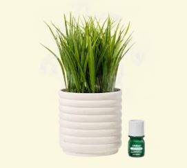 Lifelines Planter Diffuser - Bubble (Grass Plant) Lifelines