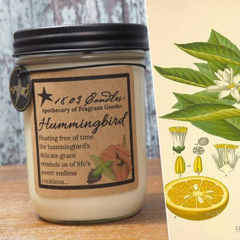 14 oz Hummingbird Candle - Treehouse Gift & Home