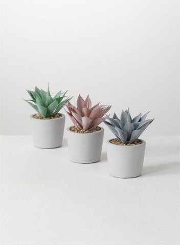 POTTED AGAVE - Treehouse Gift & Home